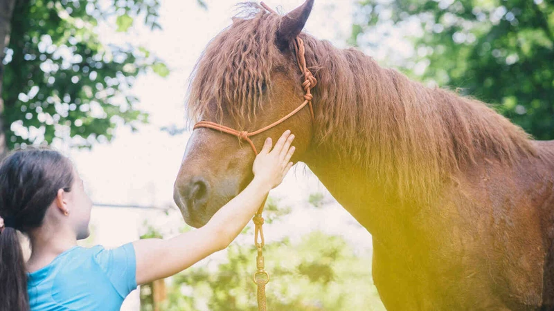 ein M&auml;dchen streichelt pferd